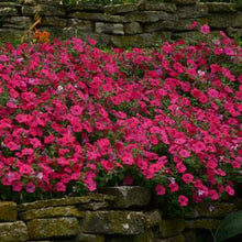 Load image into Gallery viewer, Petunia Tidal Wave® Hot Pink

