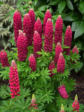 Load image into Gallery viewer, Lupinus x Mini-Gallery Pink
