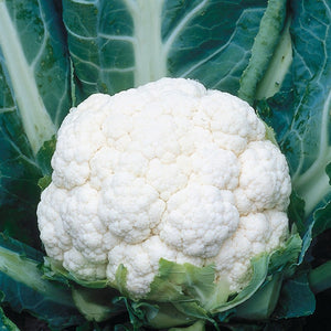 Cauliflower Steady