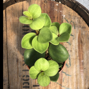 Peperomia 'Hope'