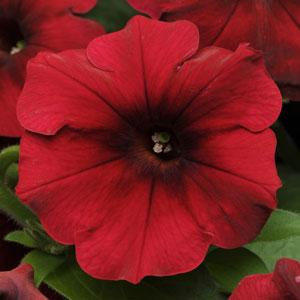 Petunia Easy Wave® Red Velour