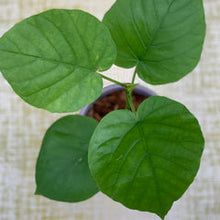 Load image into Gallery viewer, Ficus &#39;Umbellata&#39;
