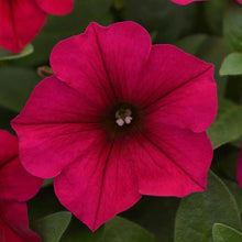 Load image into Gallery viewer, Petunia Wave® Carmine Velour
