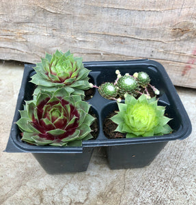 4-Pack Variety Succulents