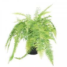 Load image into Gallery viewer, Fern Nephrolepis Tiger
