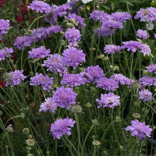 Load image into Gallery viewer, Scabiosa columbaria &#39;Flutter Deep Blue&#39;
