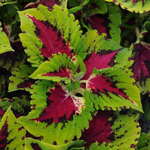Load image into Gallery viewer, Coleus Kong Jr.™ Rose
