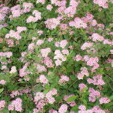 Load image into Gallery viewer, Spirea Little Princess
