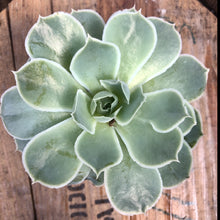 Load image into Gallery viewer, Echeveria Simulans
