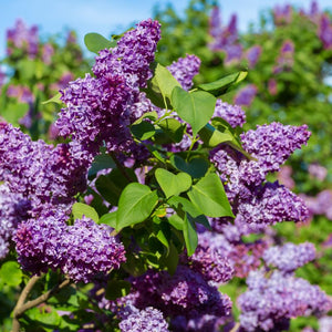 Lilac Common Purple
