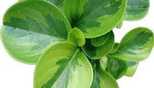 Load image into Gallery viewer, Peperomia Obtipan &#39;Lemon Lime&#39;
