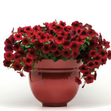 Load image into Gallery viewer, Petunia Easy Wave® Red Velour
