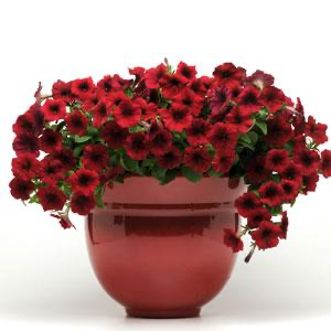 Petunia Easy Wave® Red Velour