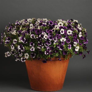 Petunia Shock Wave® Purple Tie-Dye