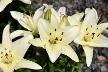 Load image into Gallery viewer, Lilium asiatica &#39;Tiny Crystal&#39;
