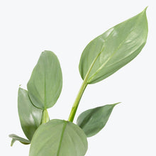 Load image into Gallery viewer, Philodendron Grey &#39;Silver Sword&#39;
