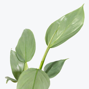 Philodendron Grey 'Silver Sword'