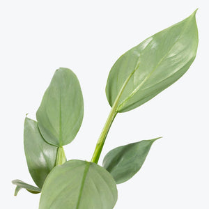 philodendron grey care Philodendron Grey 'Silver Sword'