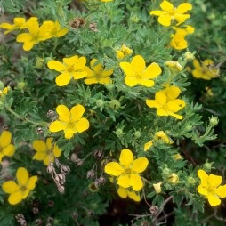 Potentilla Coronation Triumph