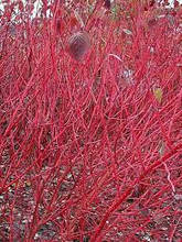 Load image into Gallery viewer, Red Osier Dogwood
