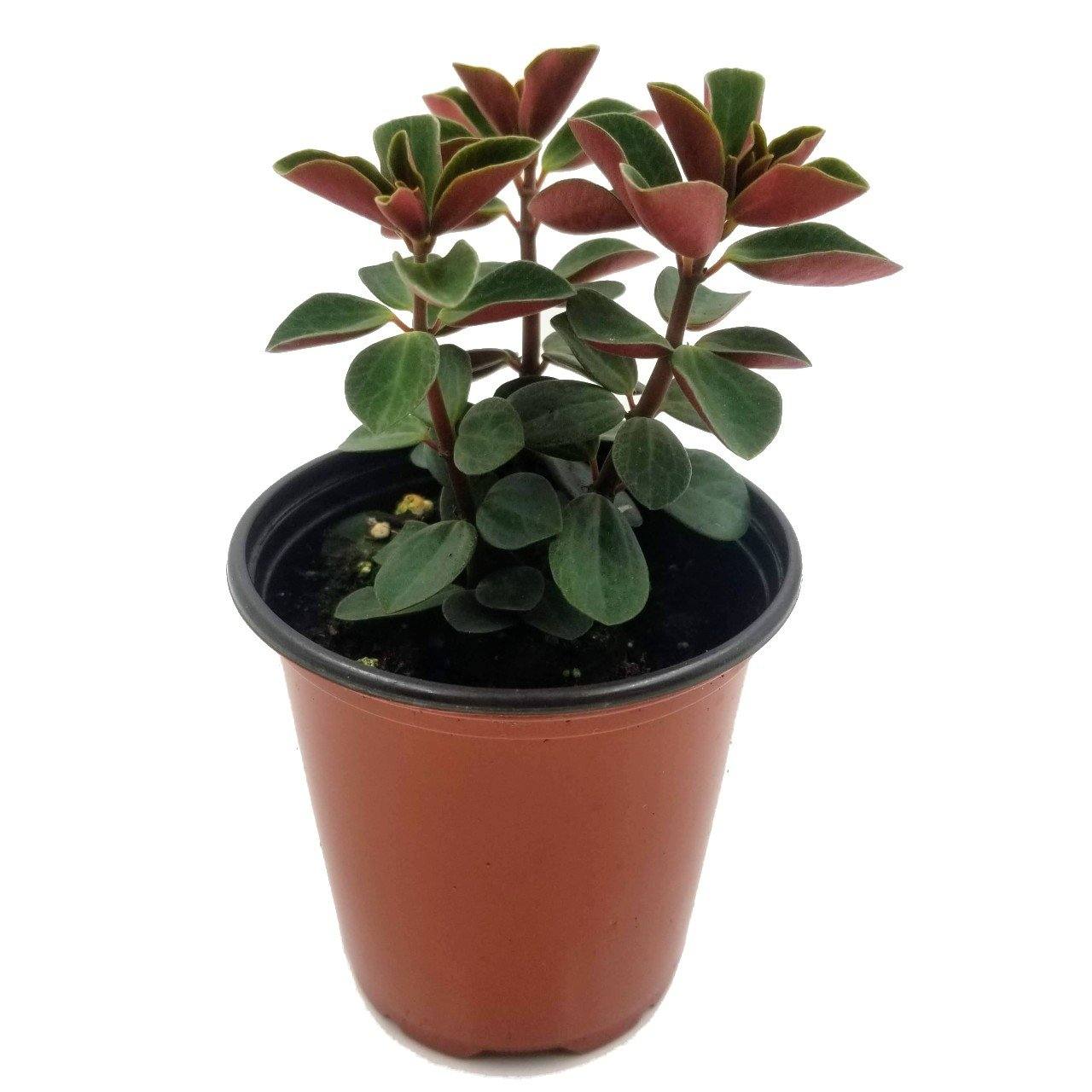 red log succulent Peperomia Red Log – Loweys Produce