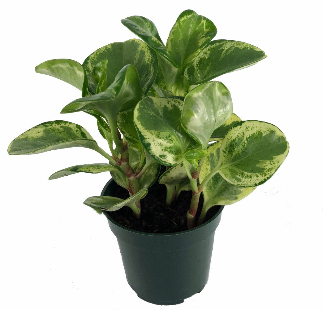 Peperomia Golden Gate