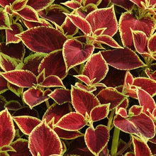 Load image into Gallery viewer, Coleus Crimson Gold
