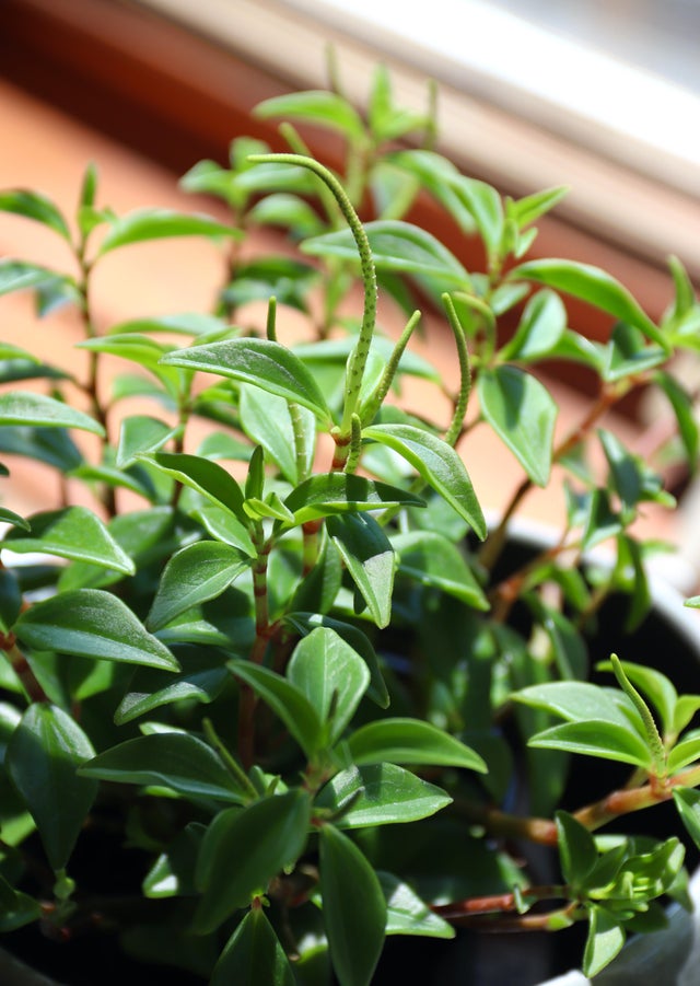 Peperomia Amigo
