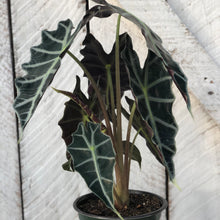 Load image into Gallery viewer, Alocasia Amazonica
