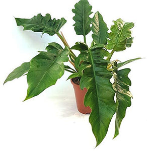Philodendron Narrow Tiger Tooth
