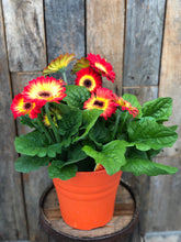 Load image into Gallery viewer, Gerbera Daisy
