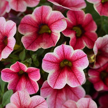 Load image into Gallery viewer, Calibrachoa Crave Strawberry Star
