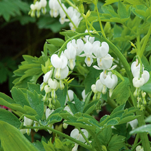 Load image into Gallery viewer, Dicentra spectabilis &#39;Alba&#39;
