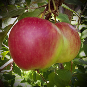 September Ruby Apple