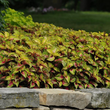 Load image into Gallery viewer, Coleus Rose to Lime Magic

