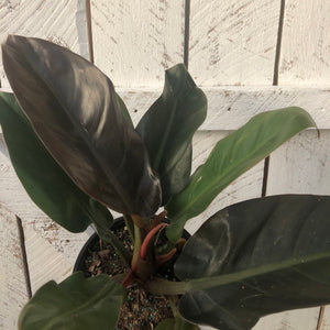 Philodendron Imperial Red