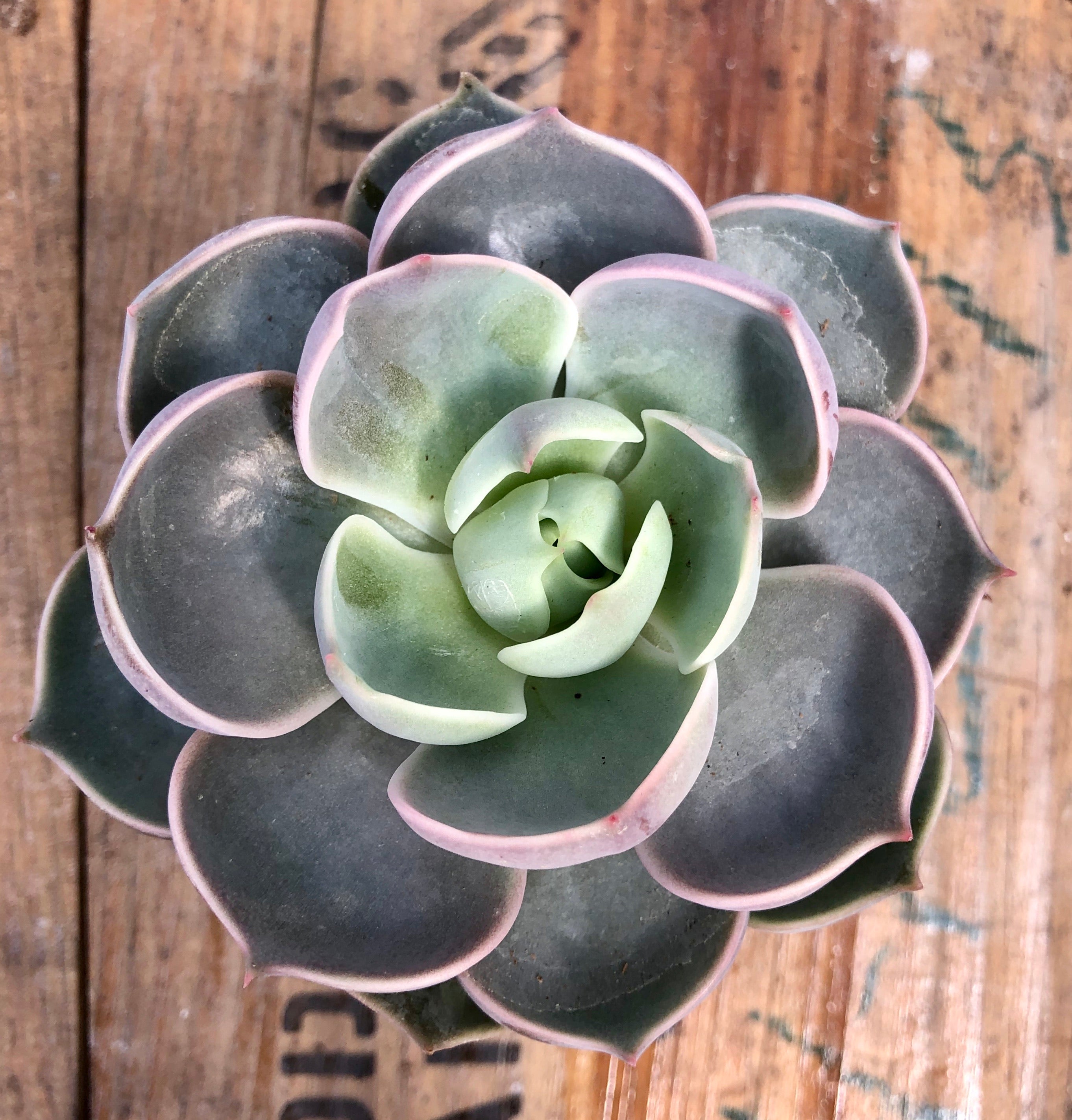 lotus flower succulent Echeveria Lotus – Loweys Produce