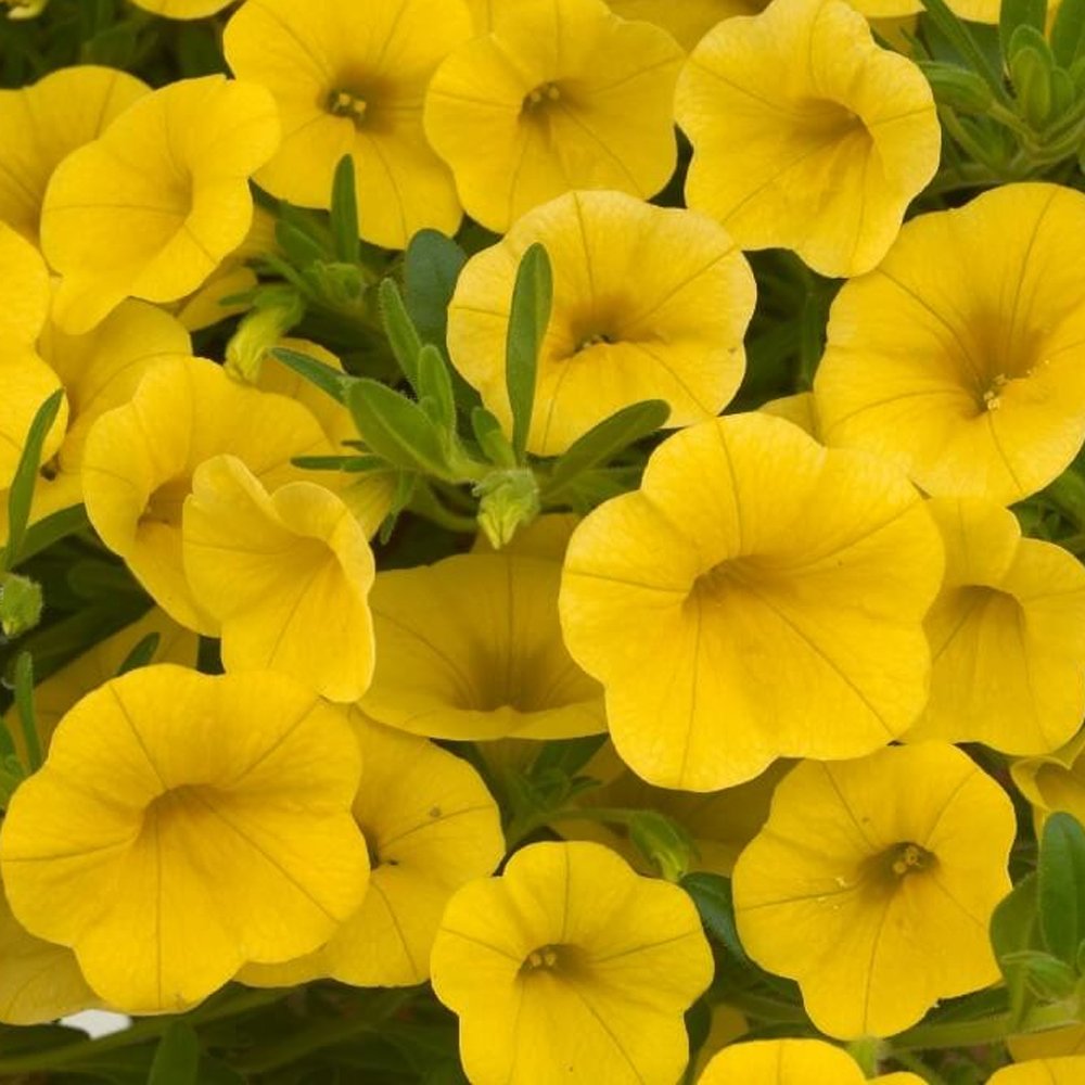 Calibrachoa Yellow