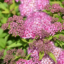 Load image into Gallery viewer, Spirea Gumball
