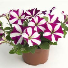 Load image into Gallery viewer, Petunia Easy Wave® Burgundy Star
