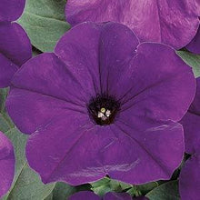 Load image into Gallery viewer, Petunia Easy Wave® Blue
