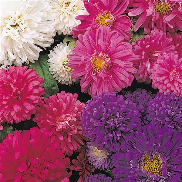 pot and patio mix aster Aster Pot & Patio Mix