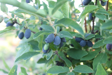 Load image into Gallery viewer, Berry Blue Honeyberry

