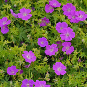 Geranium sanguineum 'New Hampshire Purple'