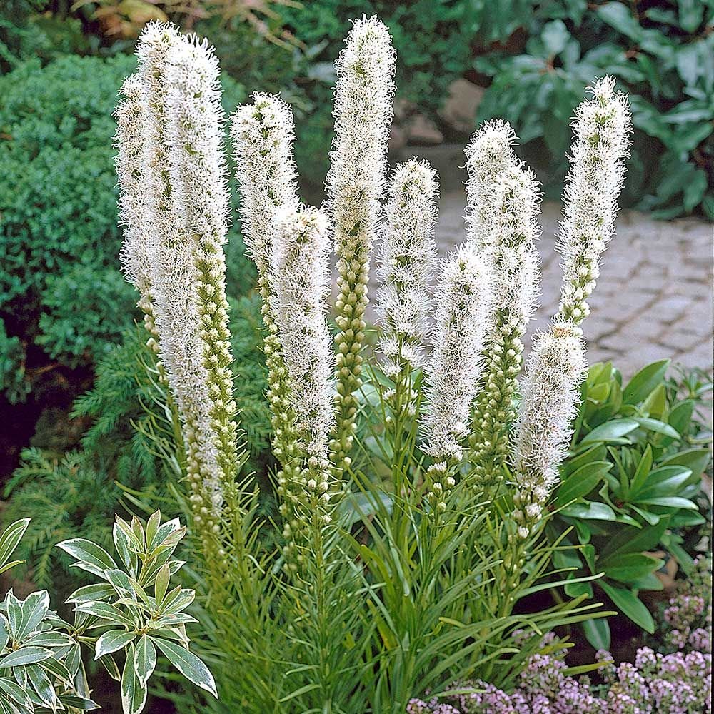 Liatris spicata 'Floristan White' – Loweys Produce