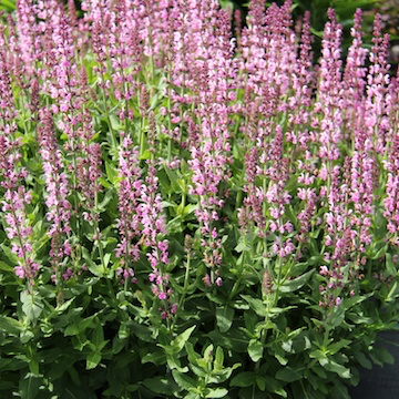 Salvia nemorosa 'Salute Light Pink' – Loweys Produce