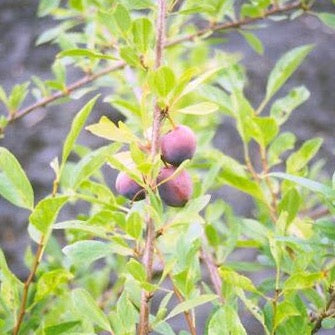 Sapalta Cherry-Plum