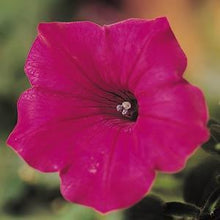 Load image into Gallery viewer, Petunia Tidal Wave® Cherry

