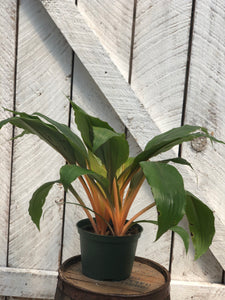 Mandarin Plant
