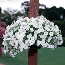 Load image into Gallery viewer, Petunia Easy Wave® White
